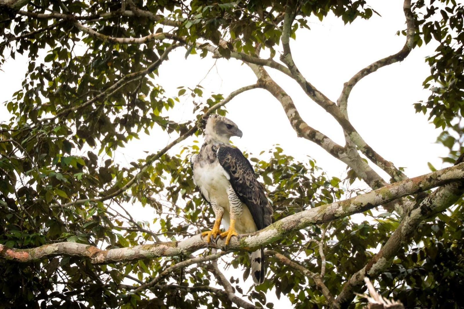 Pousada Paraiso Do Calango Azul Presidente Figueiredo Eksteriør billede